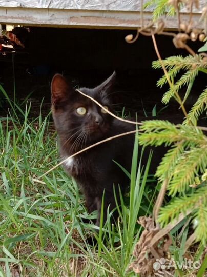 Спасён котенок. В добрые руки