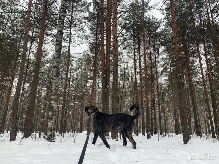 Выгул собак