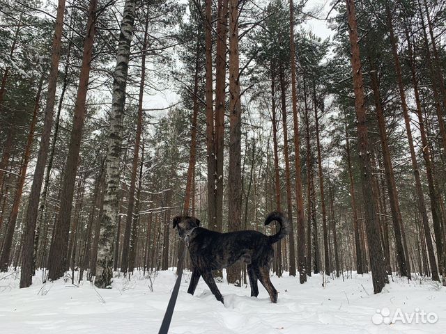 Выгул собак