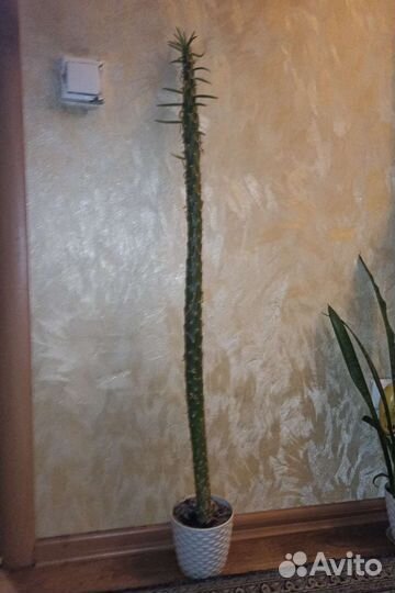 Опунция цилиндрика