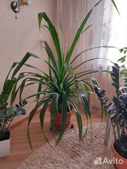 Комнатные цветы панданус