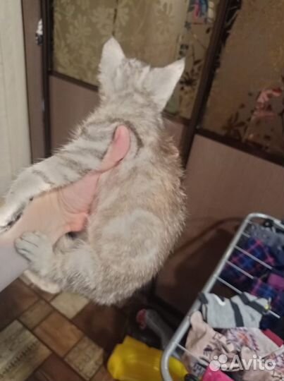 Отдам кошечку- серенькую