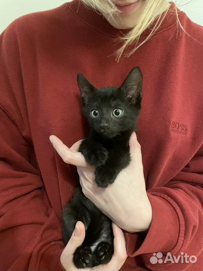 Котята бесплатно