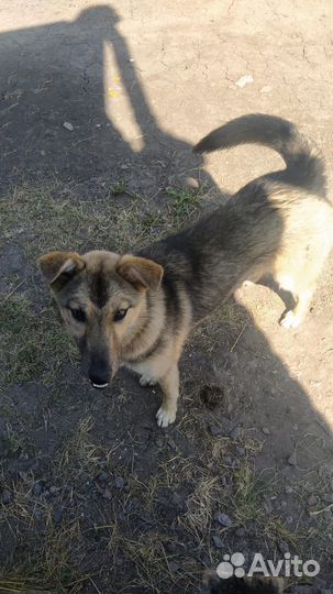 Найдена собака