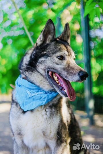 Собака из приюта Некрасовка