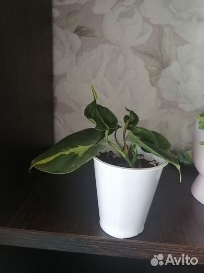 Филодендрон