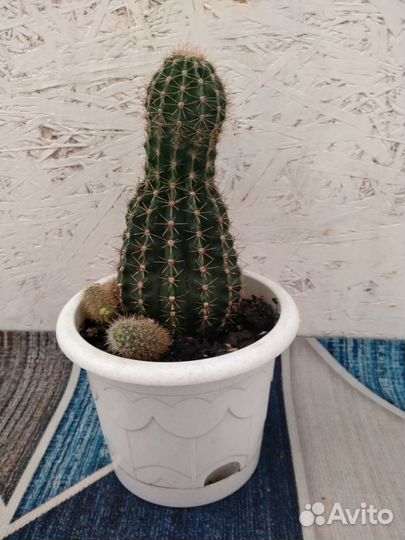Кактус18 см высотой