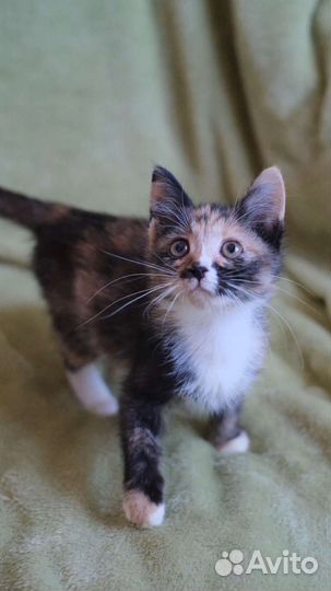 Котенок в добрые руки