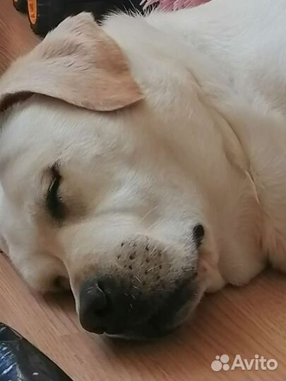 Лабрадор ретривер