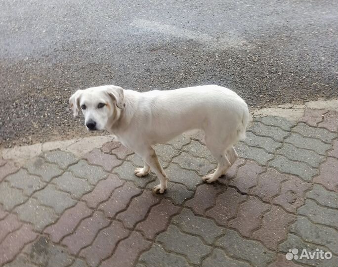 Красотка ищет дом