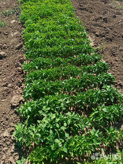 Перец болгарский рассада