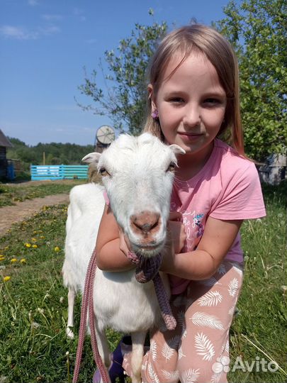 Козочки Ламанча