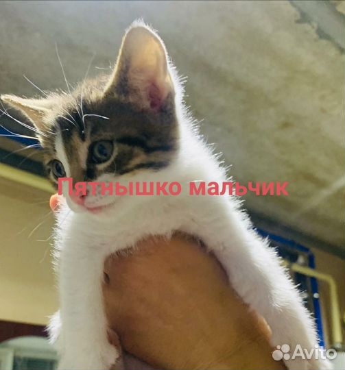 Котята бесплатно
