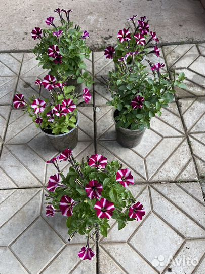 Петуния вегетативная