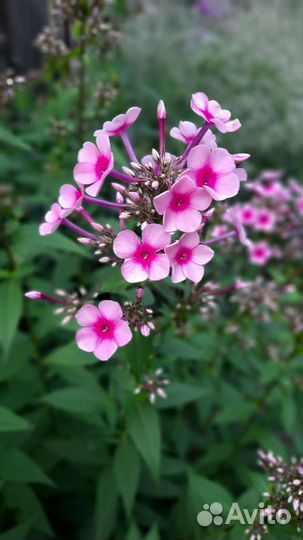 Флоксы сортовые