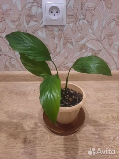 Спатифиллум