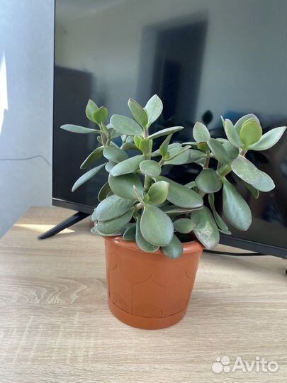 Толстянка (денежное дерево)