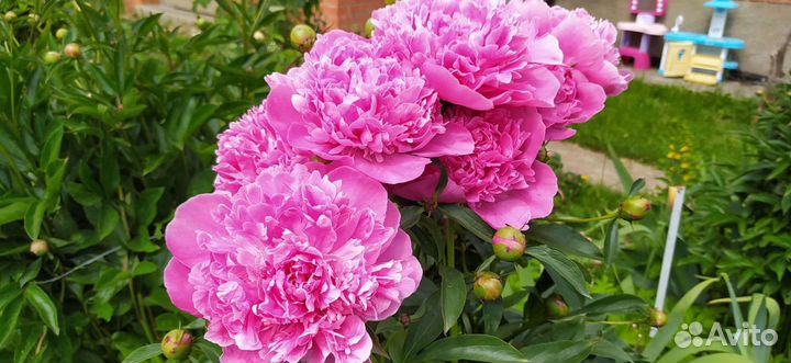 Пионы саженцы