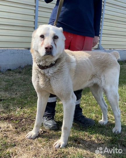 Алабай в добрые руки