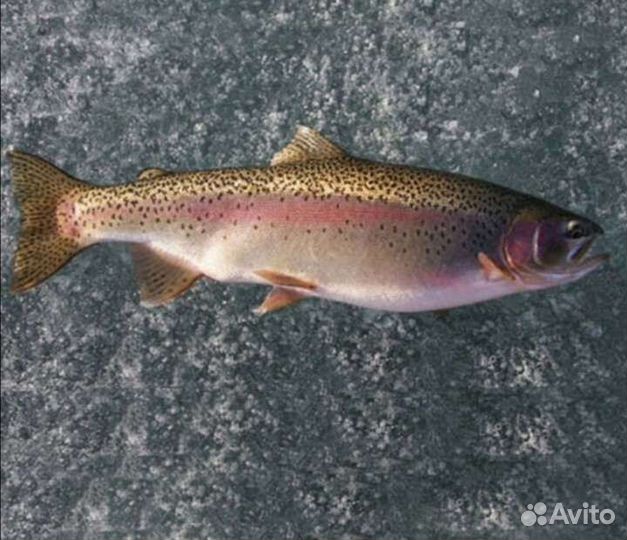Форель 2кг+ опт/розница