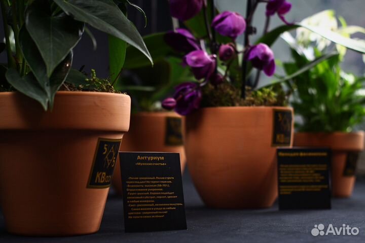 Комнатные растения цветы