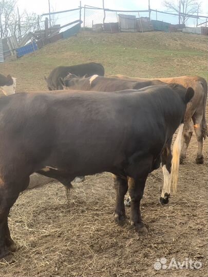 Быки на племя