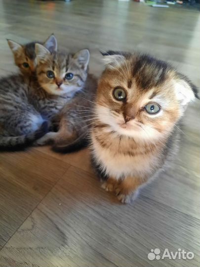 Британские котята