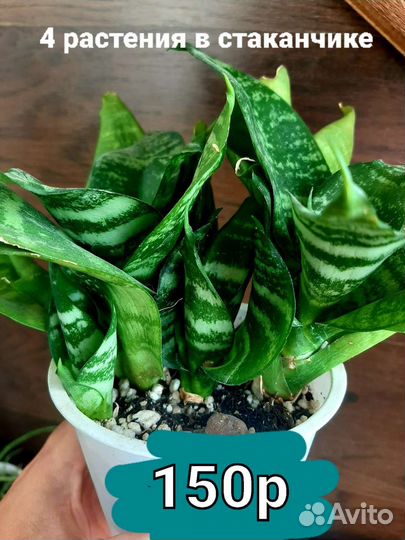 Сансевиерия ханни