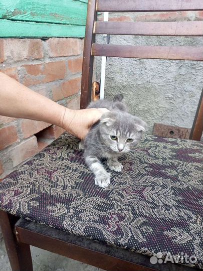 Вислоухая