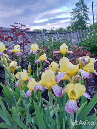 Ирисы бородатые
