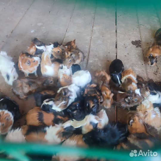 Морские свинки