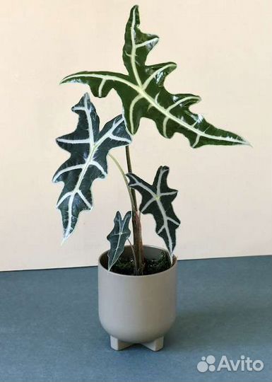 Алоказия Нобилис