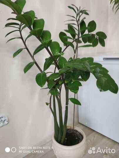 Цветок с горшком