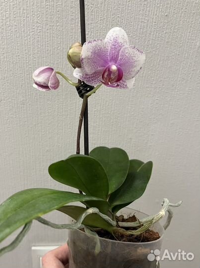 Орхидея фаленопсис Роттердам