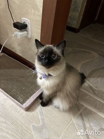 Сиамская кошечка