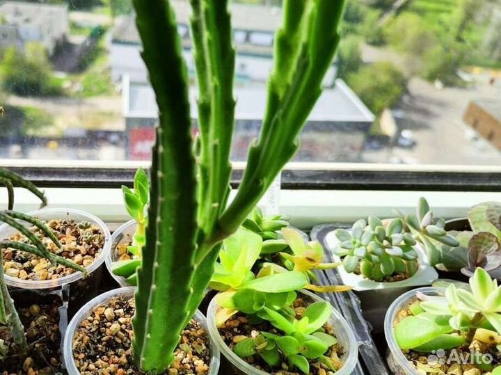 Суккуленты / комнатные цветы