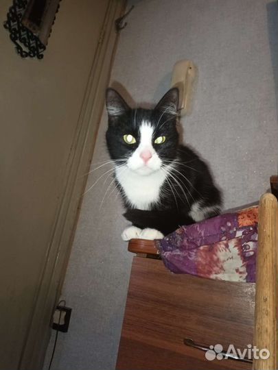 Кошка бесплатно