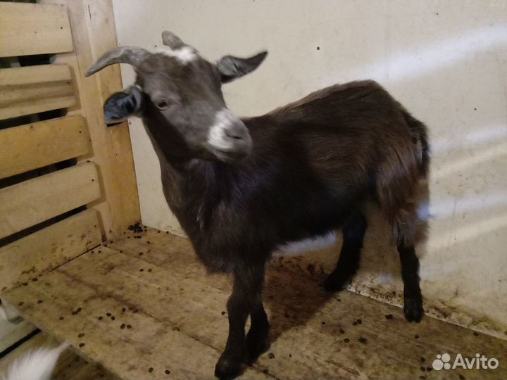 Коза и козлята