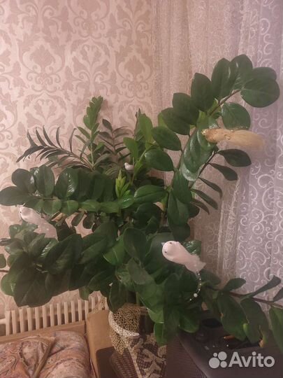 Замиокулькас