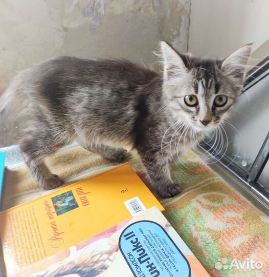 Котёнок-мальчик в добрые руки
