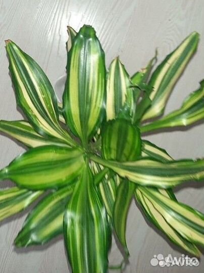Драцена Фрагранс сортовая