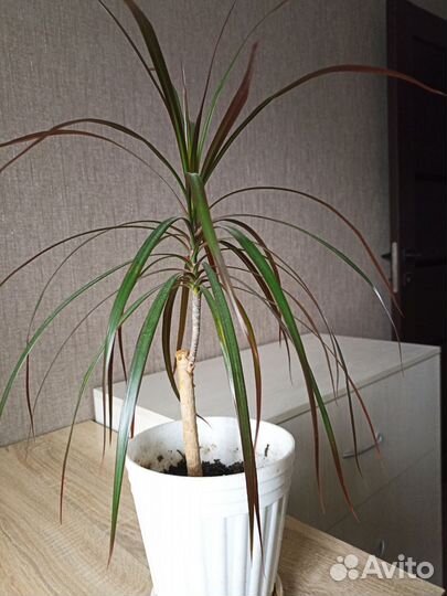 Пальма драцена