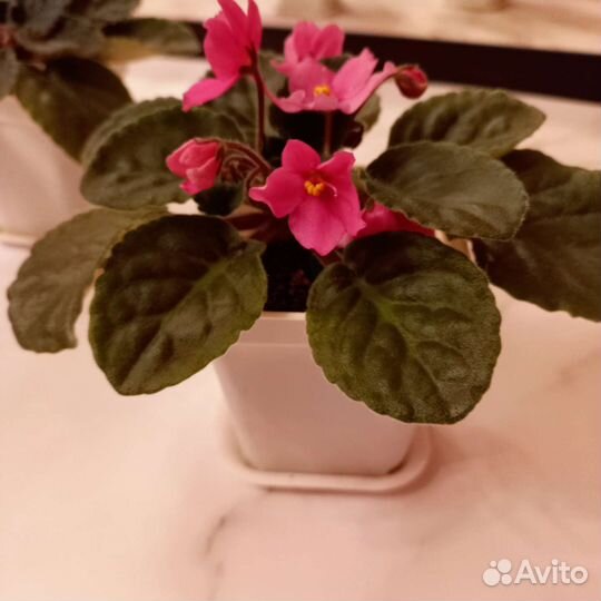 Фиалка взрослая