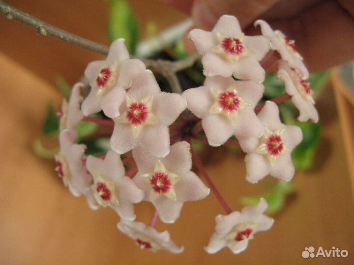 Горшки для комнатных растений. Обменяю на черенки