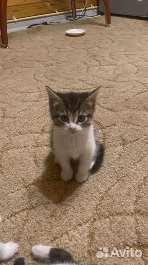 Кошка в дар бесплатно