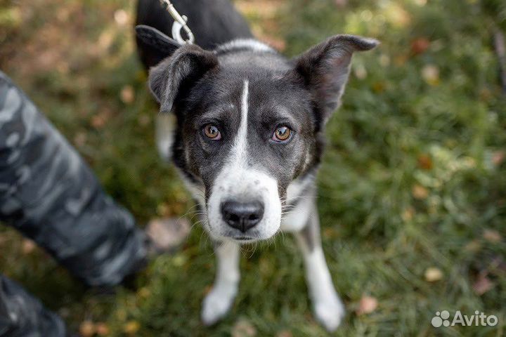 Граф в добрые руки