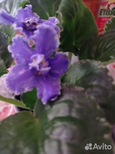 Цветущие фиалки