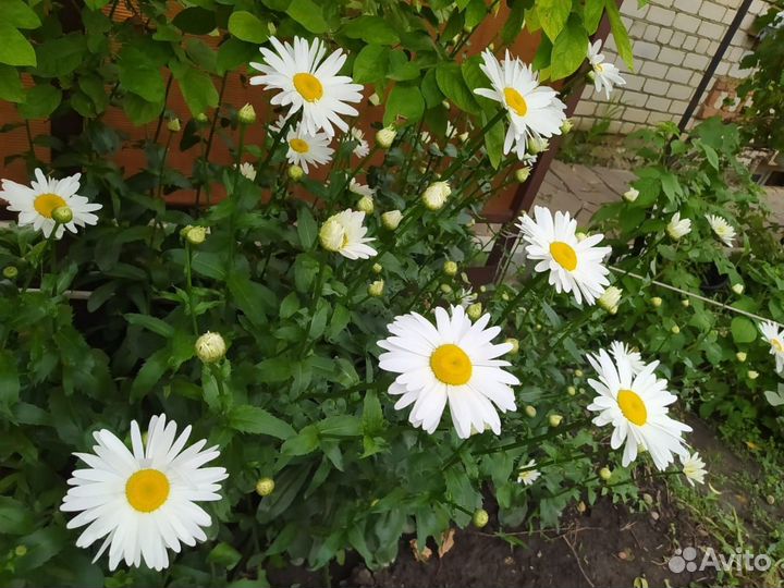 Ирисы, ромашка крупная, юкка