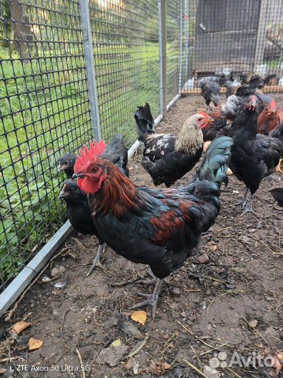Продам молодых петушков