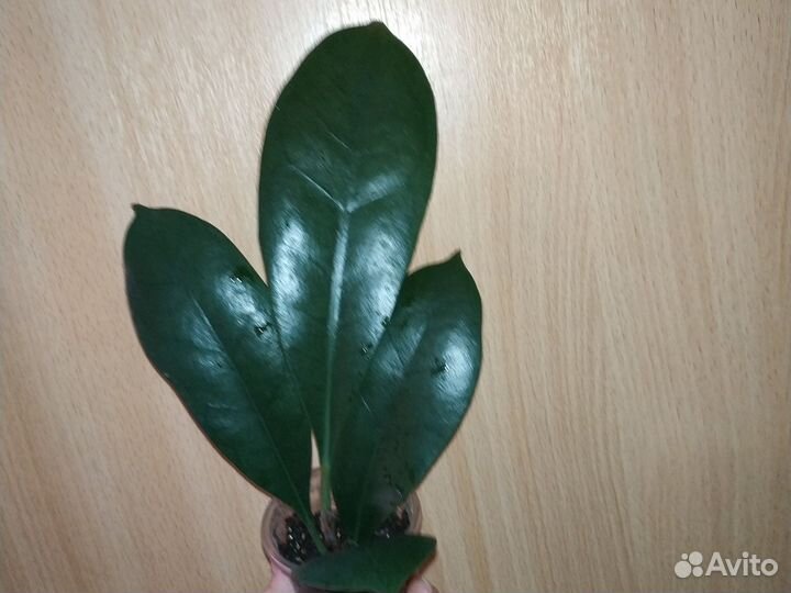 Фикус Циатистипула